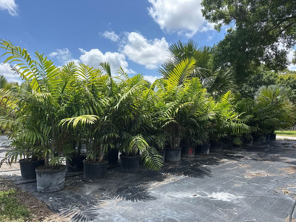 dypsis-cabadae-cabada-palm