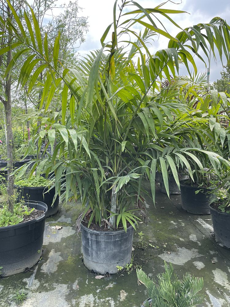 dypsis-cabadae-cabada-palm