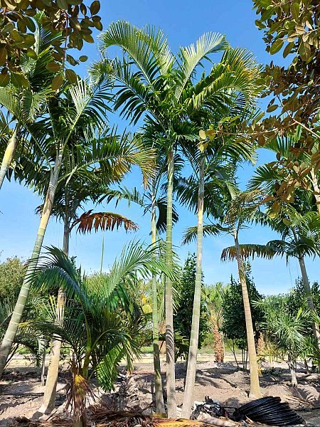 dypsis-cabadae-cabada-palm