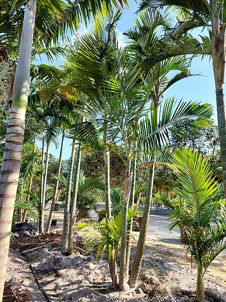 dypsis-cabadae-cabada-palm