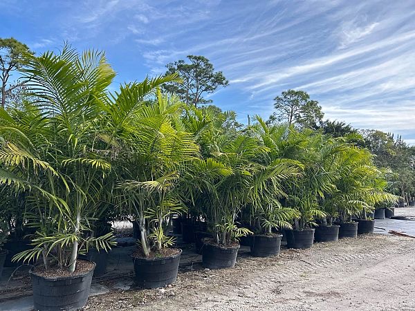 dypsis-cabadae-cabada-palm