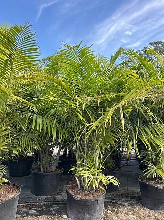 dypsis-cabadae-cabada-palm