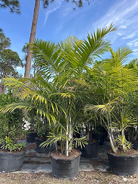 dypsis-cabadae-cabada-palm