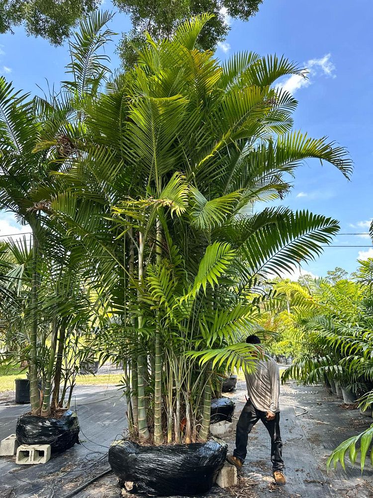 dypsis-cabadae-cabada-palm
