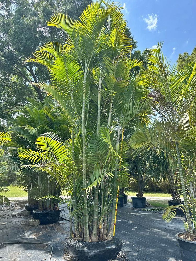 dypsis-cabadae-cabada-palm