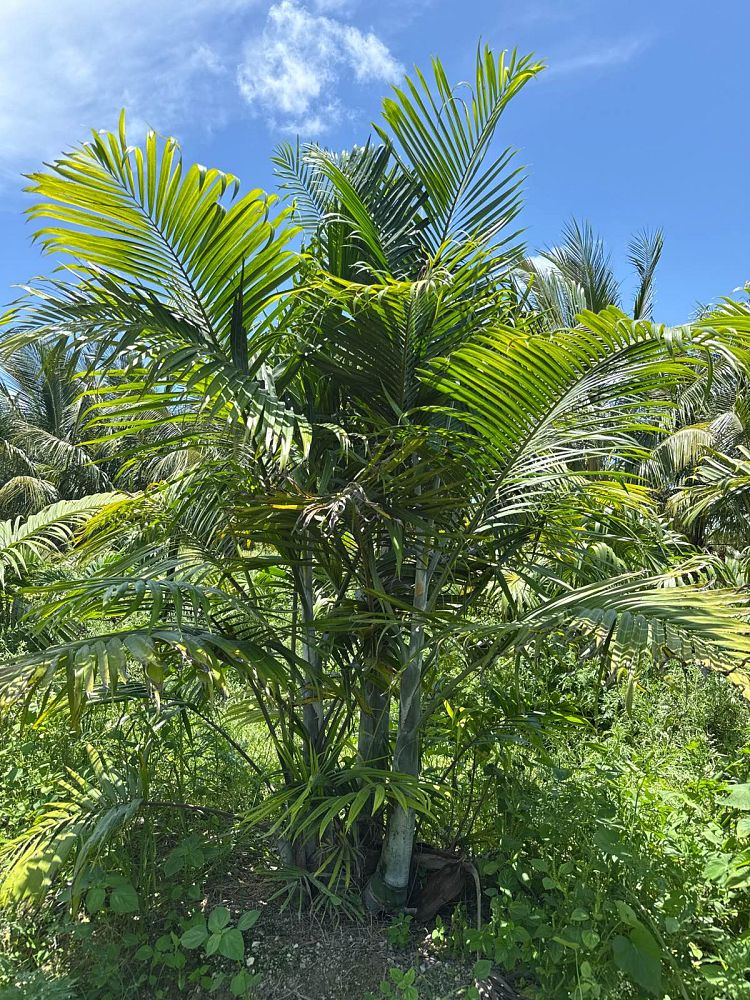 dypsis-cabadae-cabada-palm