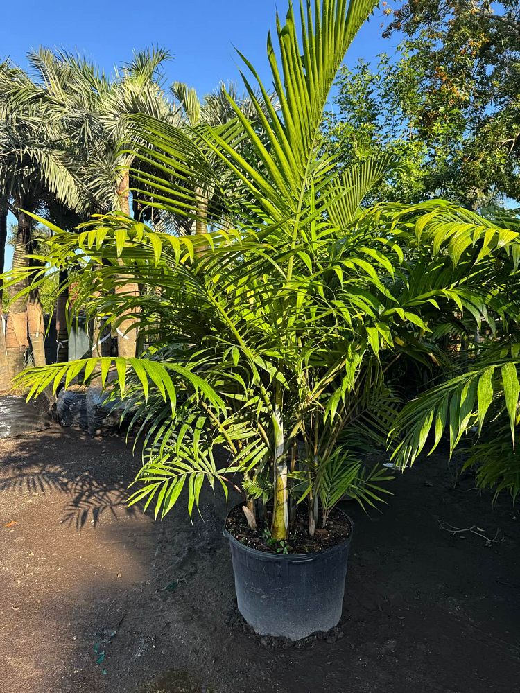 dypsis-cabadae-cabada-palm