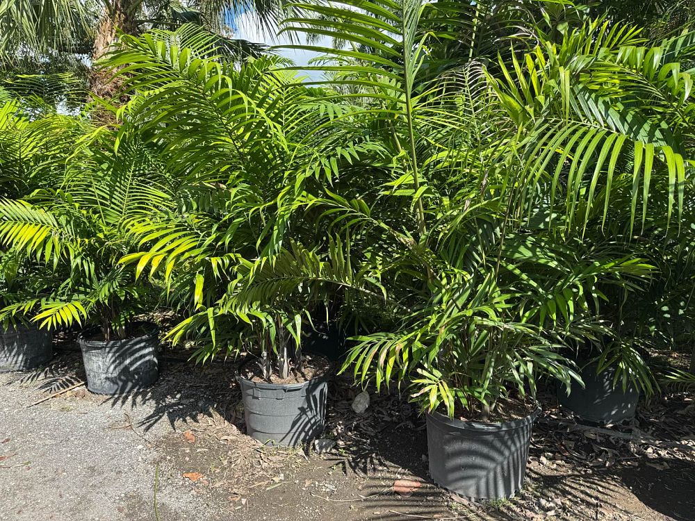 dypsis-cabadae-cabada-palm