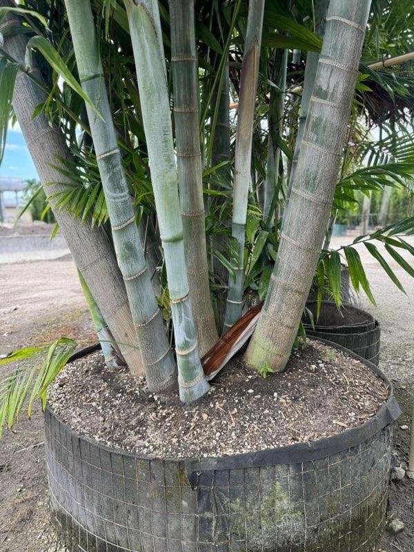 dypsis-cabadae-cabada-palm