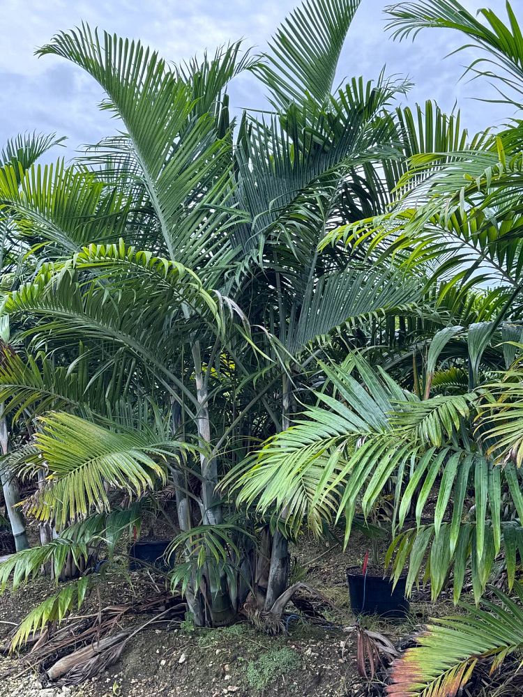 dypsis-cabadae-cabada-palm