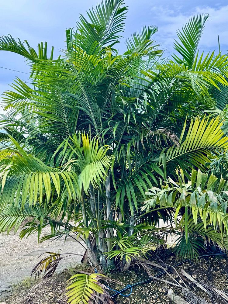 dypsis-cabadae-cabada-palm