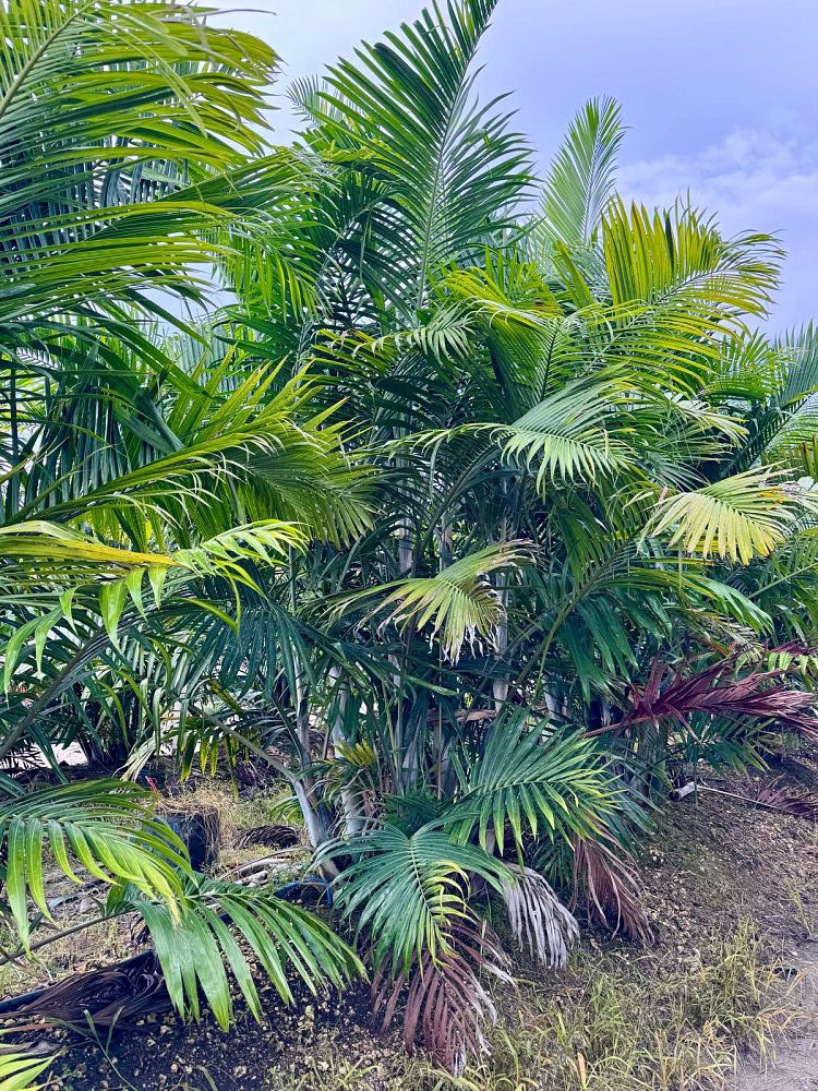 dypsis-cabadae-cabada-palm