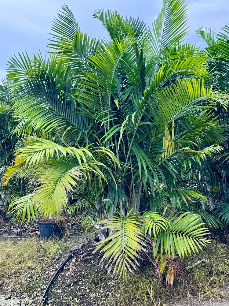 dypsis-cabadae-cabada-palm