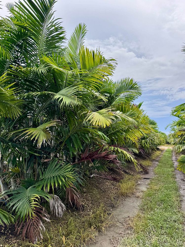 dypsis-cabadae-cabada-palm
