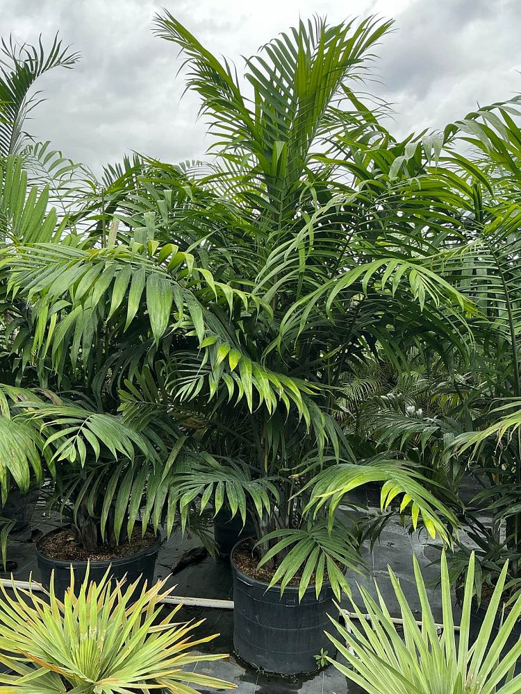 dypsis-cabadae-cabada-palm