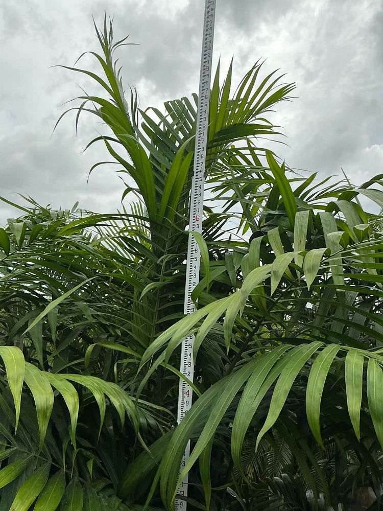 dypsis-cabadae-cabada-palm
