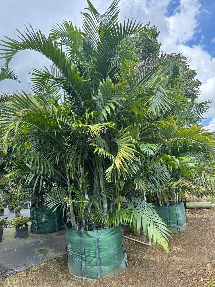 dypsis-cabadae-cabada-palm