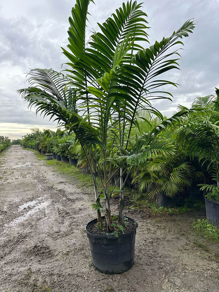 dypsis-cabadae-cabada-palm