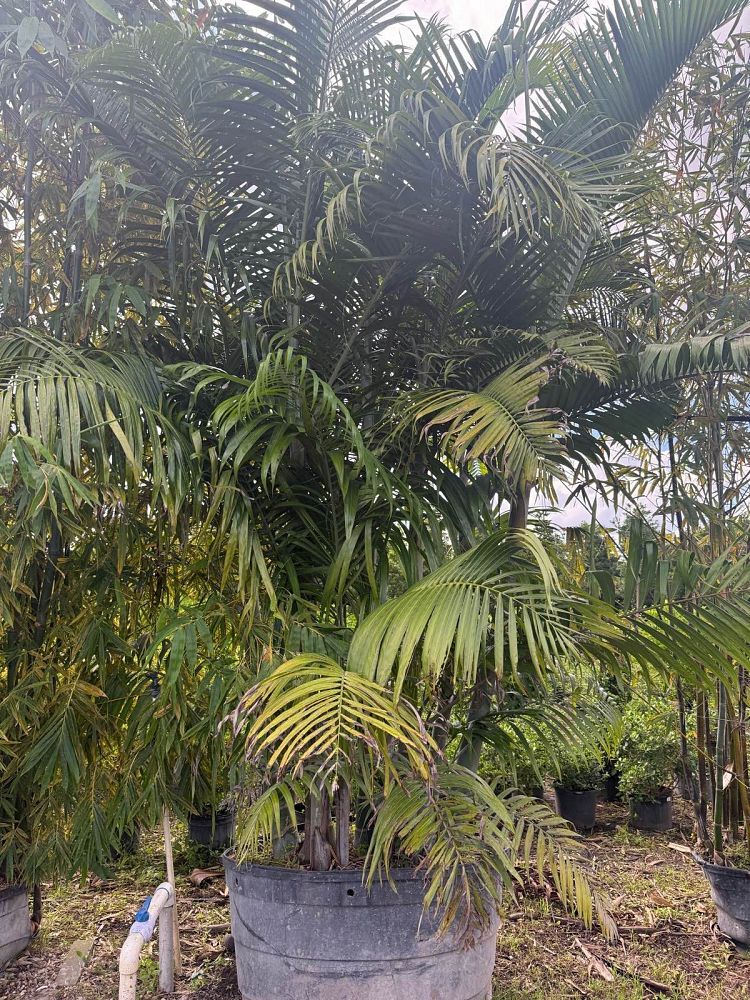 dypsis-cabadae-cabada-palm