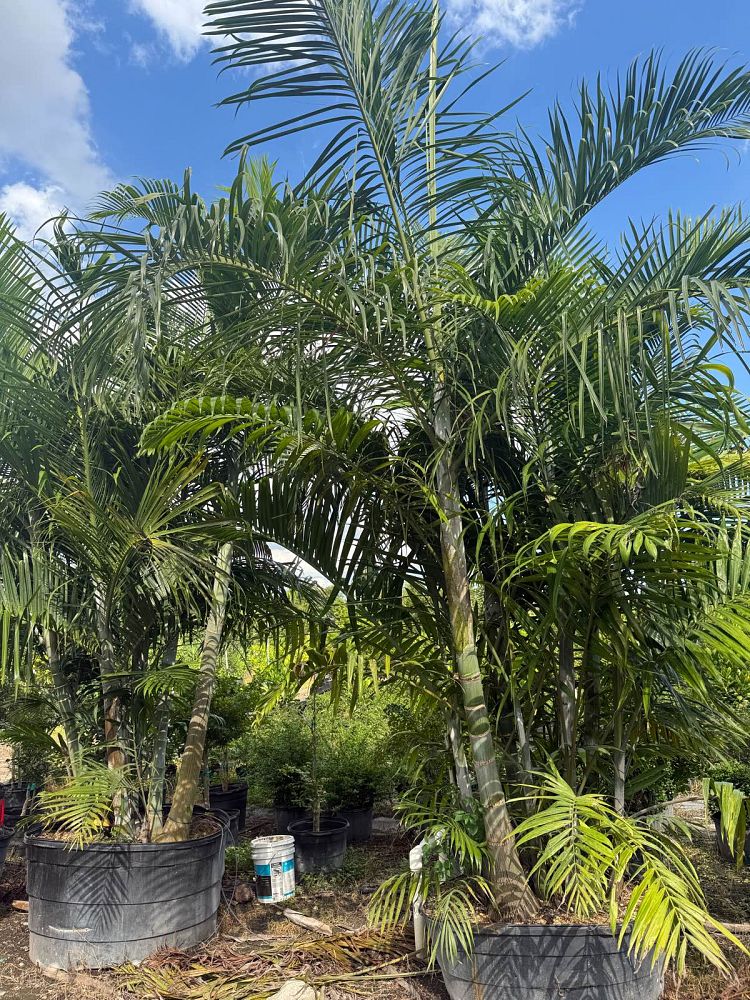 dypsis-cabadae-cabada-palm