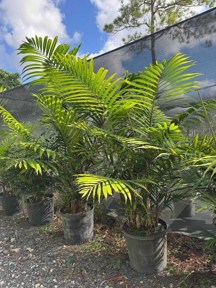 dypsis-cabadae-cabada-palm