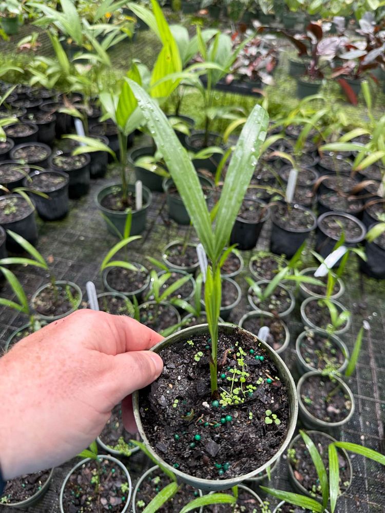 dypsis-carlsmithii-stumpy-palm
