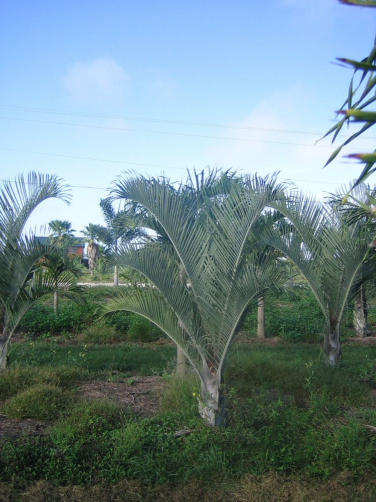 dypsis-decaryi-triangle-palm