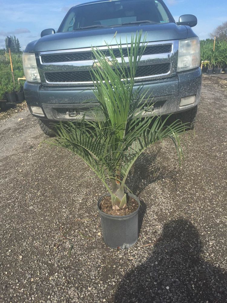 dypsis-decaryi-triangle-palm