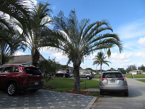 dypsis-decaryi-triangle-palm