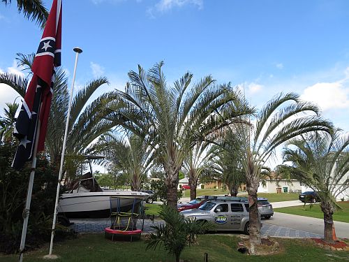 dypsis-decaryi-triangle-palm