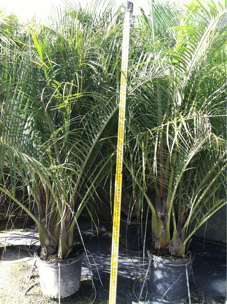 dypsis-decaryi-triangle-palm