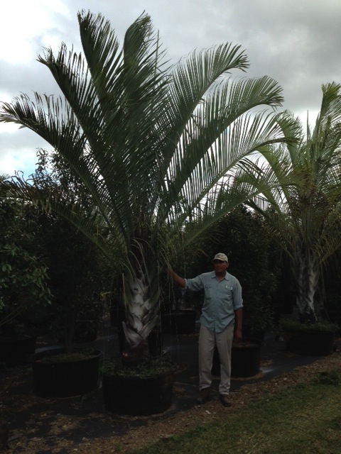dypsis-decaryi-triangle-palm