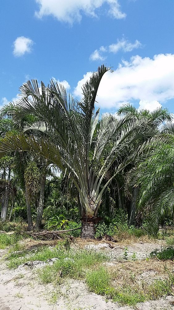 dypsis-decaryi-triangle-palm