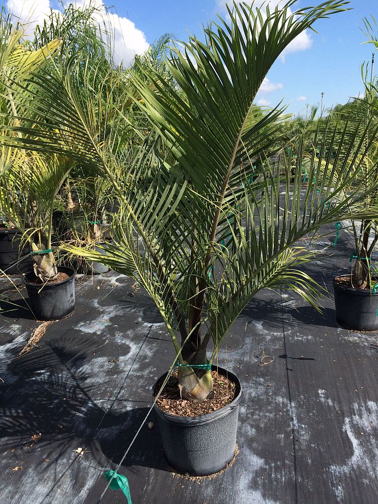 dypsis-decaryi-triangle-palm