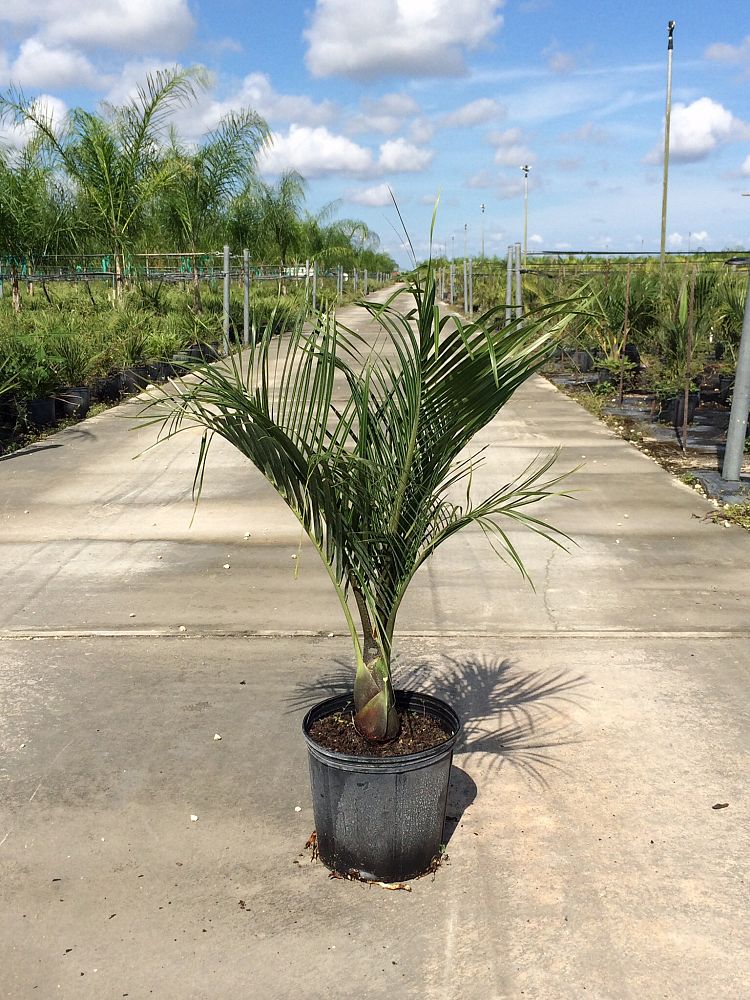 dypsis-decaryi-triangle-palm