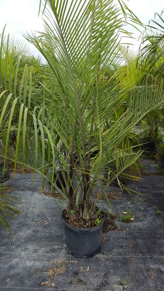dypsis-decaryi-triangle-palm