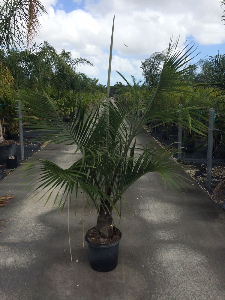 dypsis-decaryi-triangle-palm