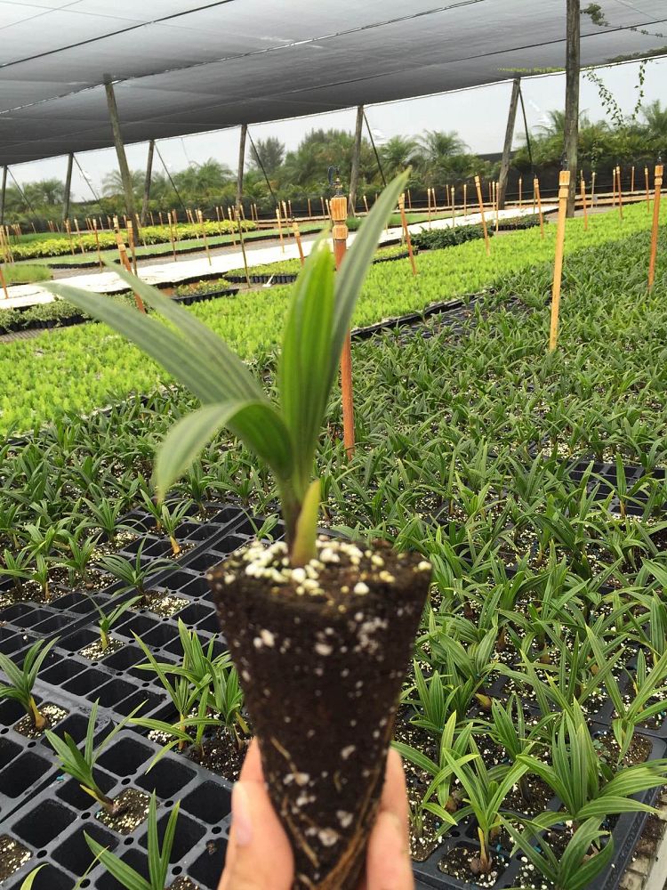 dypsis-decaryi-triangle-palm