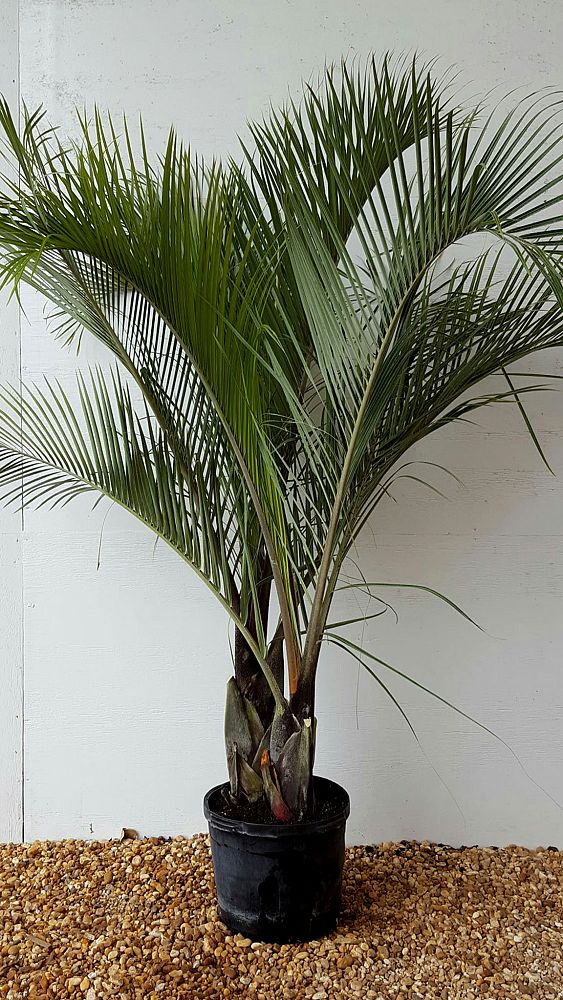 dypsis-decaryi-triangle-palm