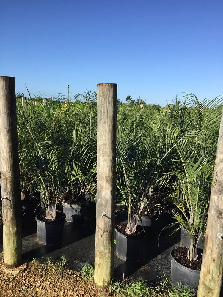 dypsis-decaryi-triangle-palm