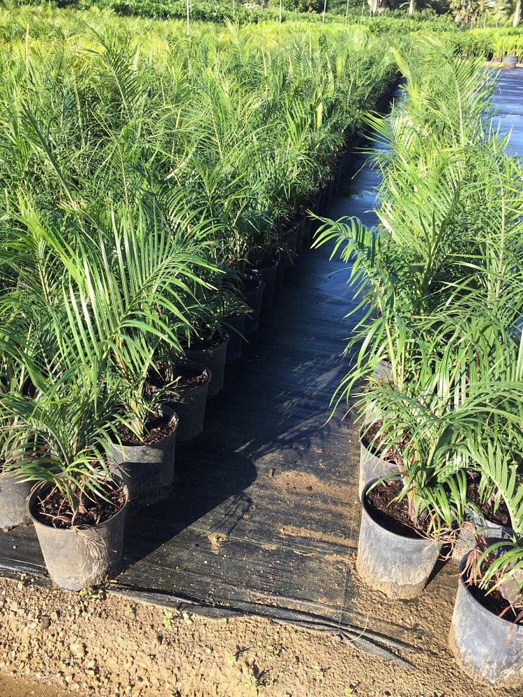 dypsis-decaryi-triangle-palm