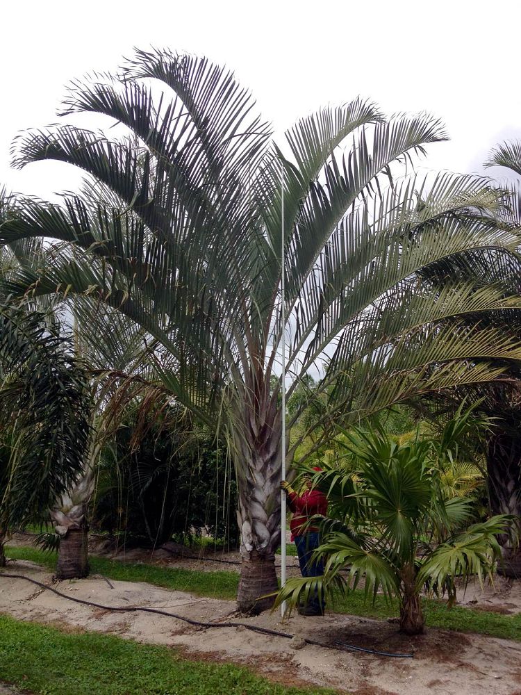 dypsis-decaryi-triangle-palm