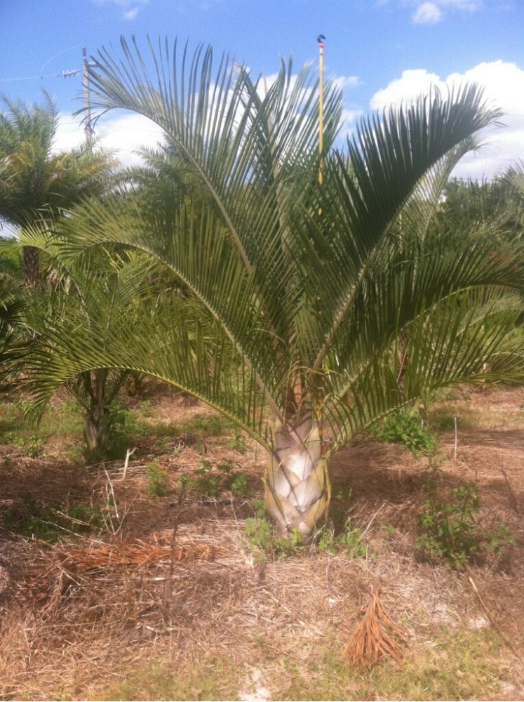 dypsis-decaryi-triangle-palm