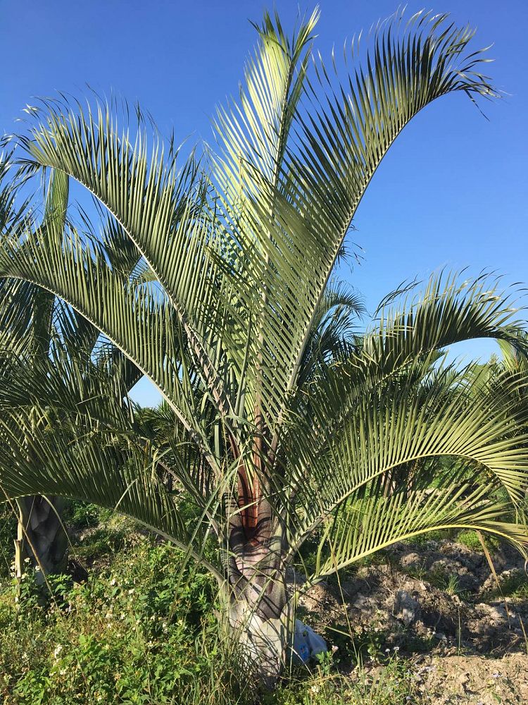 dypsis-decaryi-triangle-palm