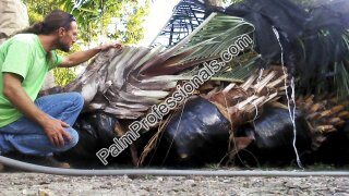 dypsis-decaryi-triangle-palm