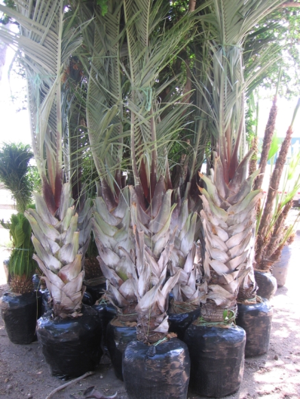 dypsis-decaryi-triangle-palm