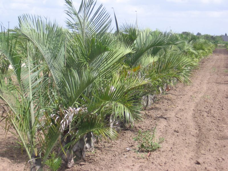 dypsis-decaryi-triangle-palm