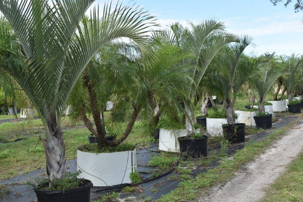 dypsis-decaryi-triangle-palm