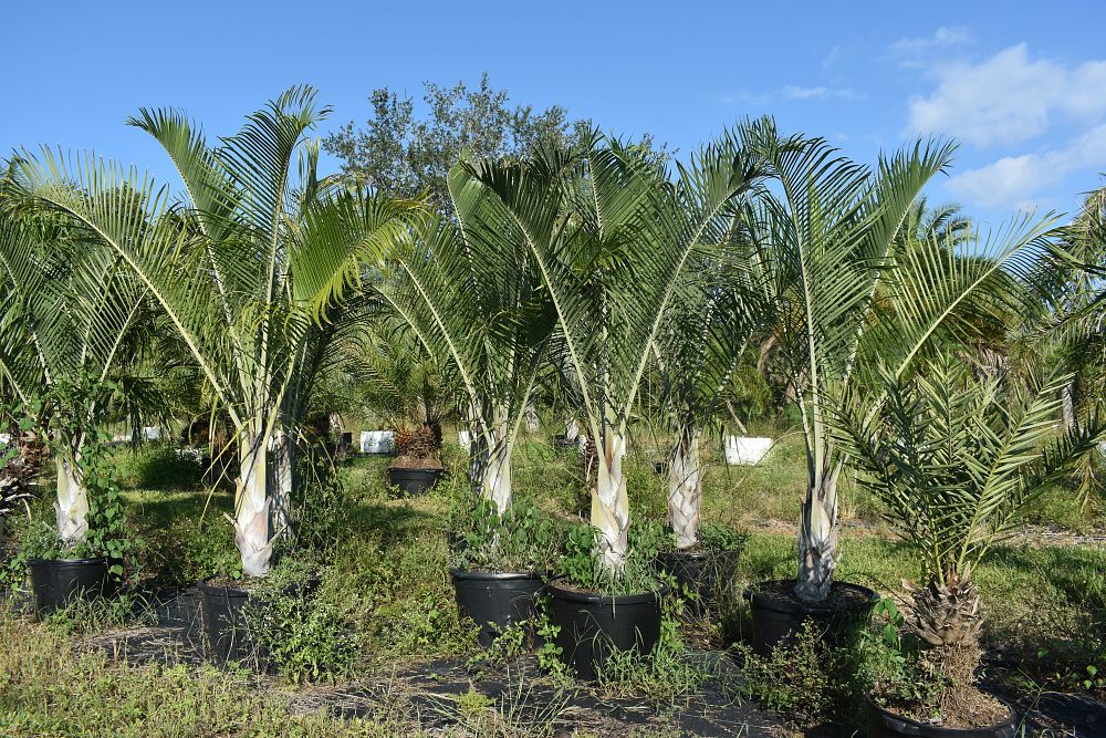 dypsis-decaryi-triangle-palm