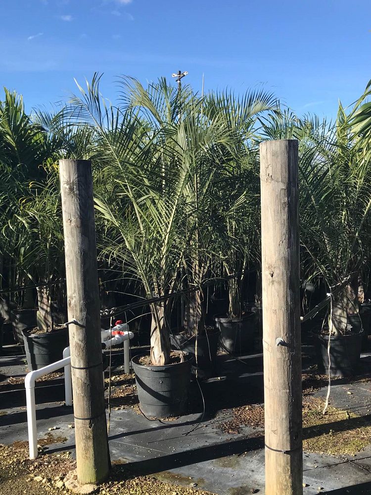dypsis-decaryi-triangle-palm